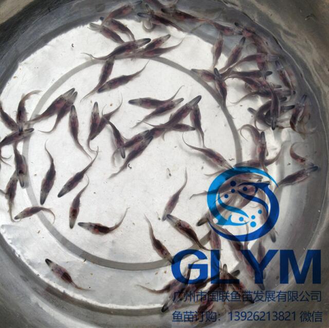 大量**魚苗供應鴨嘴魚苗種苗