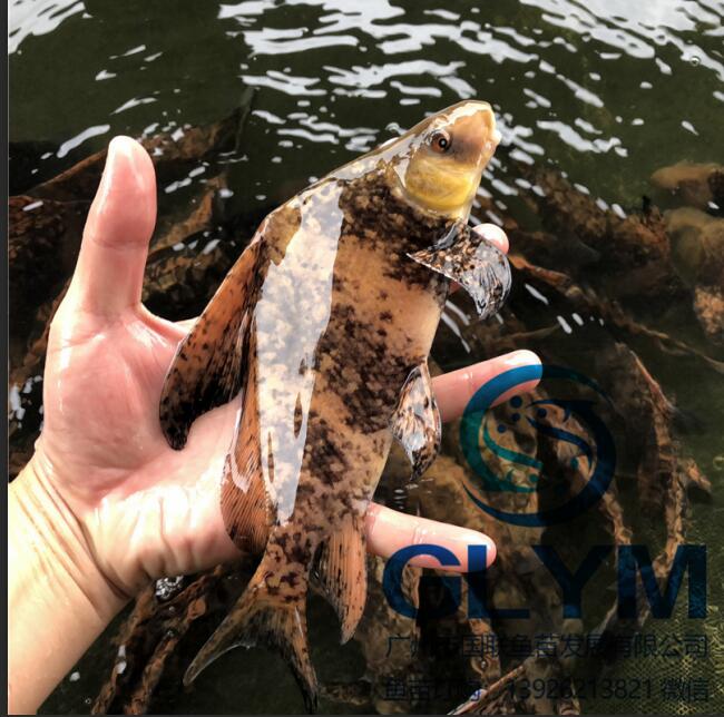 魚苗規格苗胭脂魚苗火排魚苗