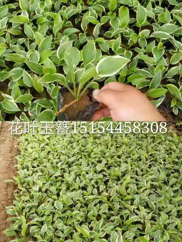 山東花葉玉簪|可信賴的花葉玉簪經(jīng)銷商