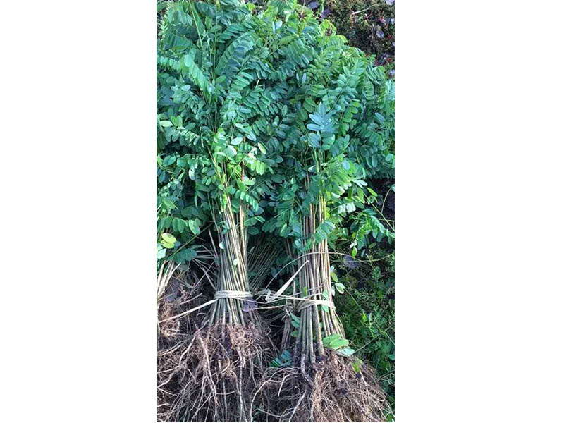 松原黃柏價格大全-在哪能買到好種植的桃紅苗