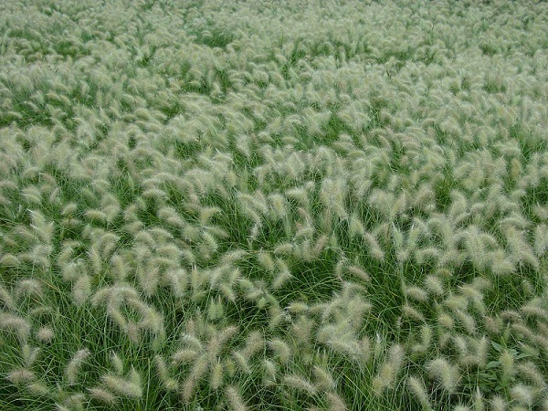 山東垂釣牽牛_可信賴的垂釣牽牛經(jīng)銷商