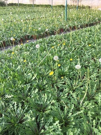 綠化工程蒲公英 草花蒲公英 蒲公英大批量批發 蒲公英供應商