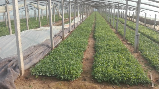 西安四季玫瑰種植基地-供應(yīng)濰坊新品四季玫瑰