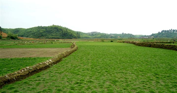 優惠的福建育苗基質家庭栽培土黑土農科供應，寧德氣霧培
