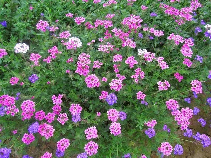 孔雀草哪里有_山東孔雀草批發商