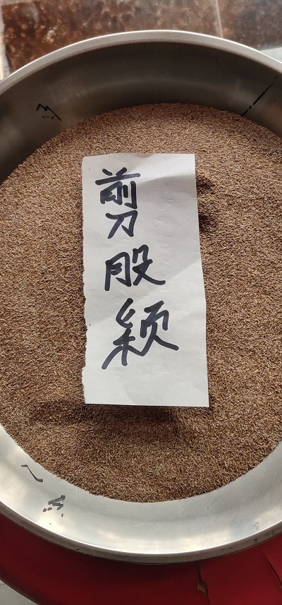 柳葉馬鞭草種植基地|柳葉馬鞭草當選文霖花卉苗木種植