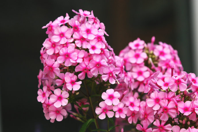 長(zhǎng)春花_濰坊信譽(yù)好的天天開經(jīng)銷商