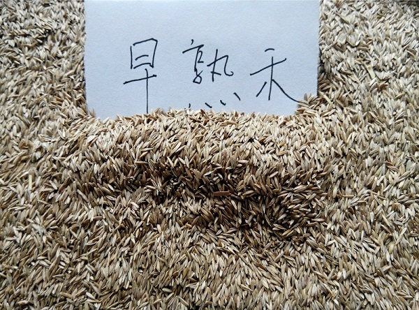 青州玉蘭培育基地-供應山東**的玉蘭