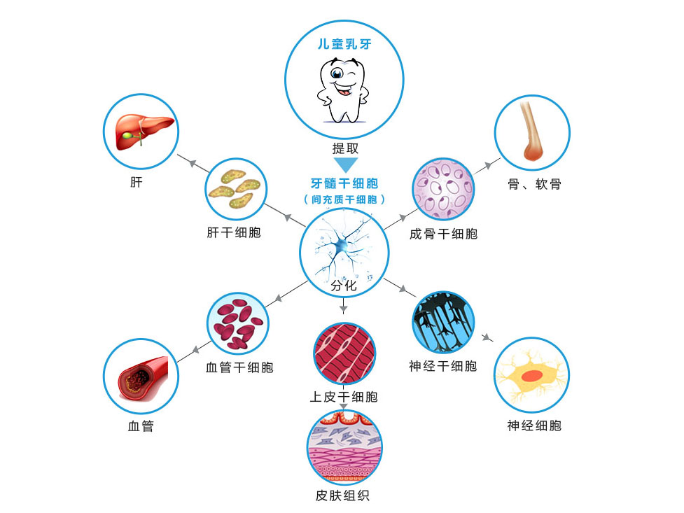 山西放心的乳牙干細胞存儲|大同信譽好的山西乳牙干細胞存儲