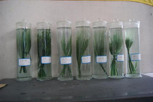 泰州植物浸漬標(biāo)本價(jià)格 有品質(zhì)的植物浸漬標(biāo)本**