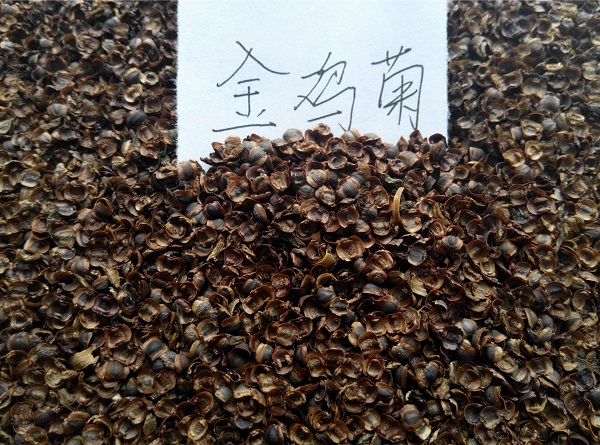 青島宿根花卉-長期供應黑心菊