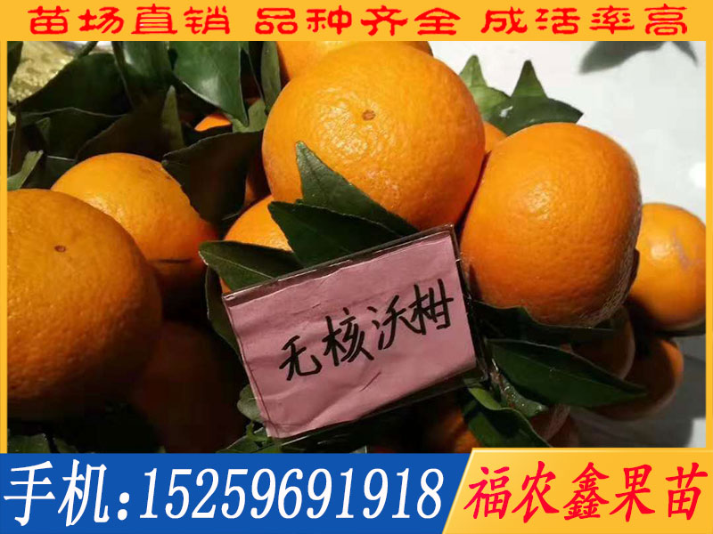 福建紅肉蜜柚苗**_福農鑫果苗**供應福建紅肉蜜柚苗