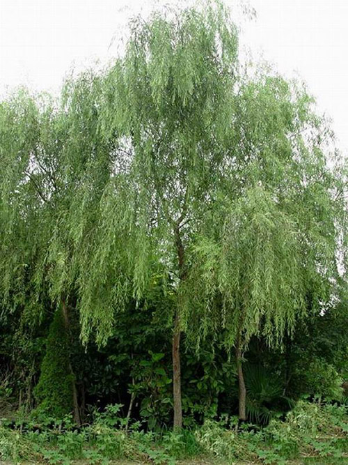 北京柳樹-邯鄲柳樹種植找邯鄲惠誠苗木-品種優(yōu)良