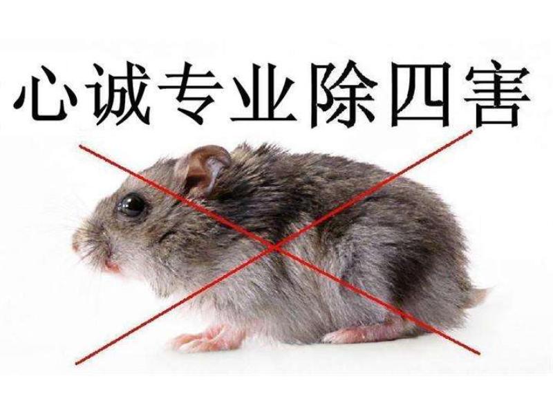 德化滅鼠服務中心-可信賴的滅鼠服務**