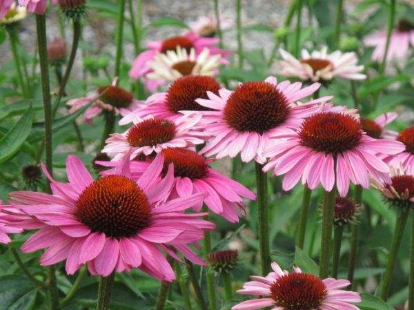 似花非花，松果菊幼苗，松果菊哪家好，李珊