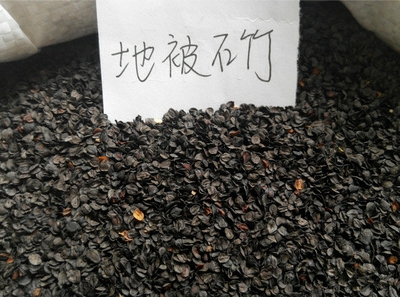 矮牽牛批發-濰坊**好的矮牽牛提供商