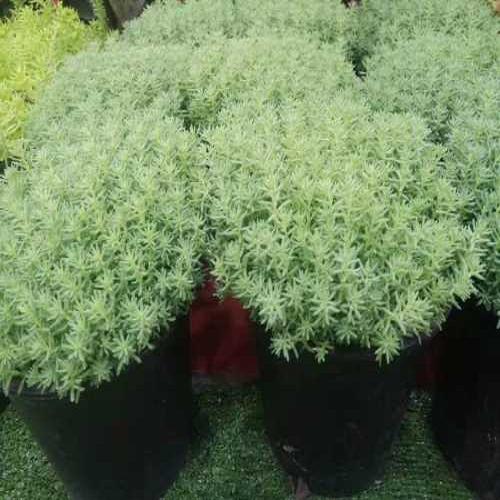 專業佛甲草多少錢