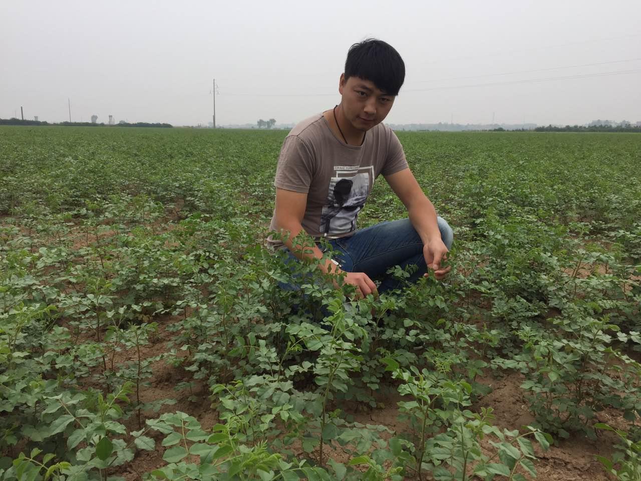 哪里有甘草種子哪家質量好 甘草