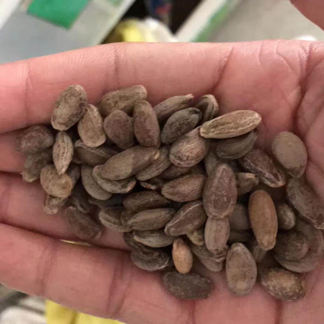 哪里有瓜蔞種子批發價 瓜蔞