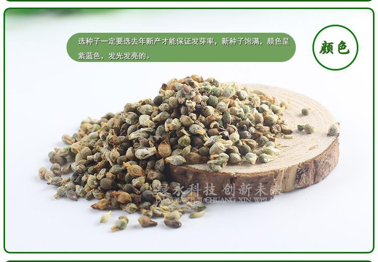 包出芽天南星種子圖片