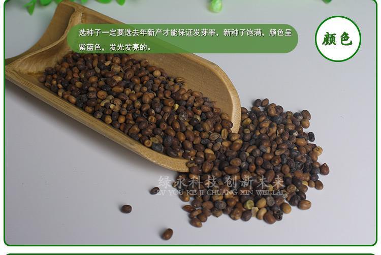 銷售苦參種子圖片