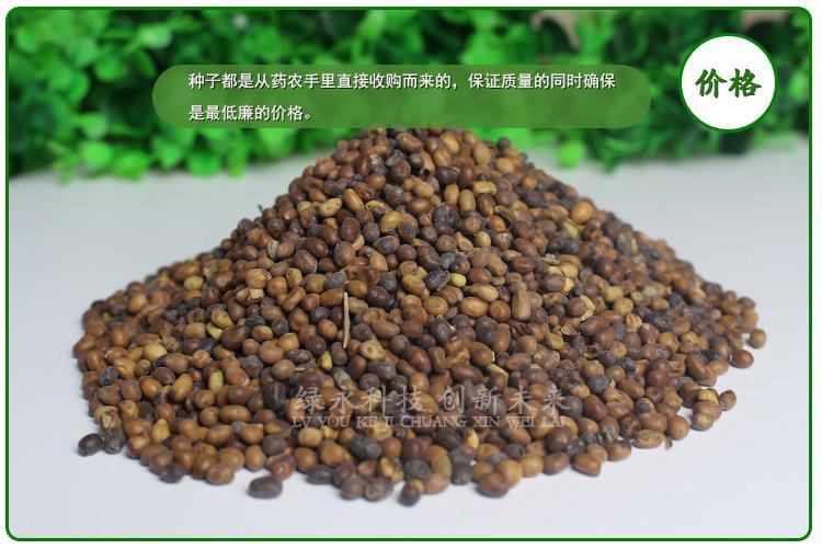 簽合同苦參種子供應商 苦參
