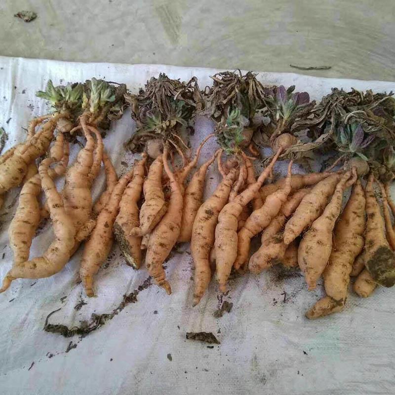 去哪買(mǎi)生地苗種植方法 生地