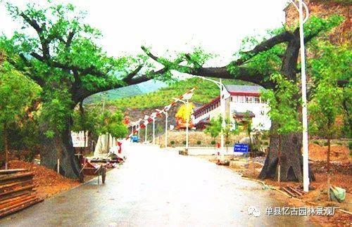 大同原裝生態(tài)園假樹大門 憶古園林景觀