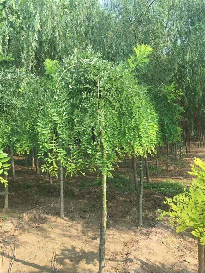 山東7公分龍爪槐批發價