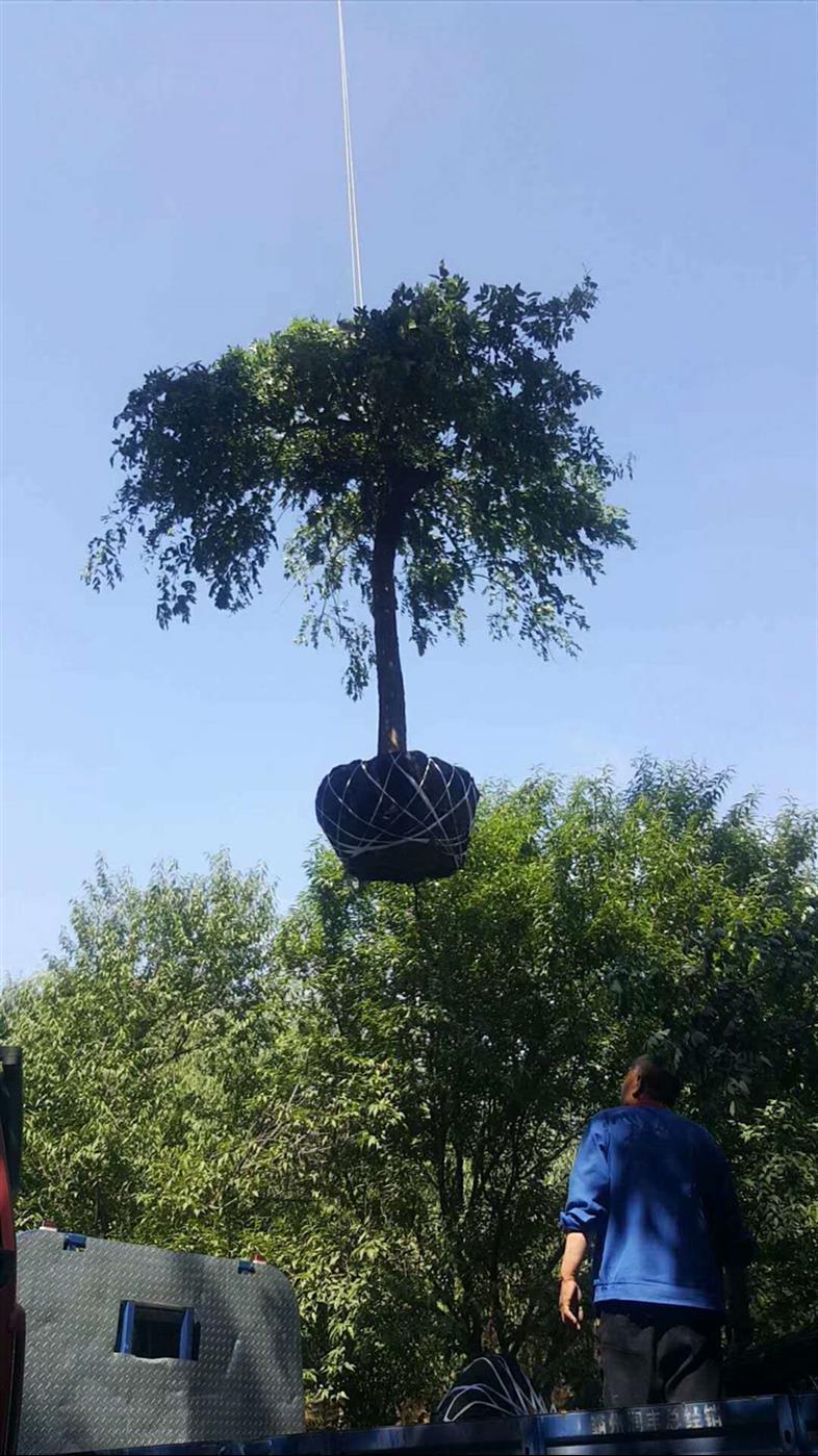 萊蕪4公分龍爪槐