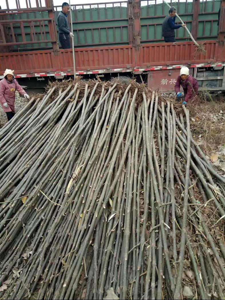 12公分泡桐樹苗批發