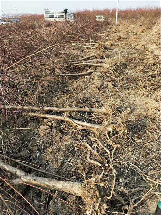 8公分占地桃樹批發 二喬苗木