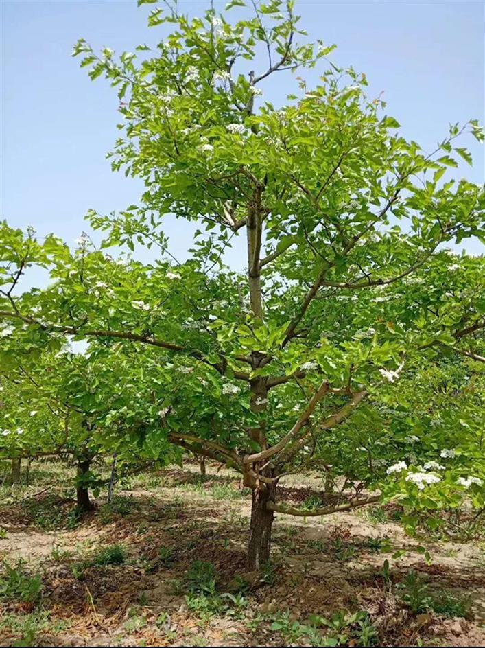衡水山楂樹苗哪里有賣的