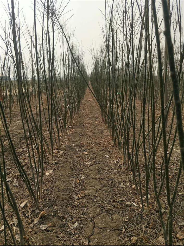 山东淑女国槐苗基地 淑女槐苗基地 淑女国槐小苗价格