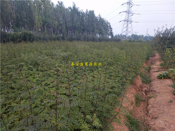 二年生 花椒苗批发价格