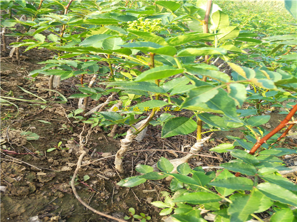 山东花椒苗价格