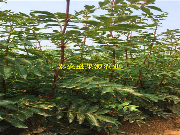 山东花椒苗价格