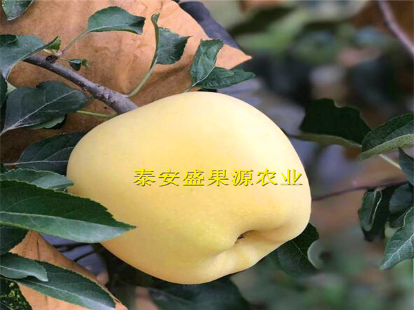魯麗蘋果樹苗批發價