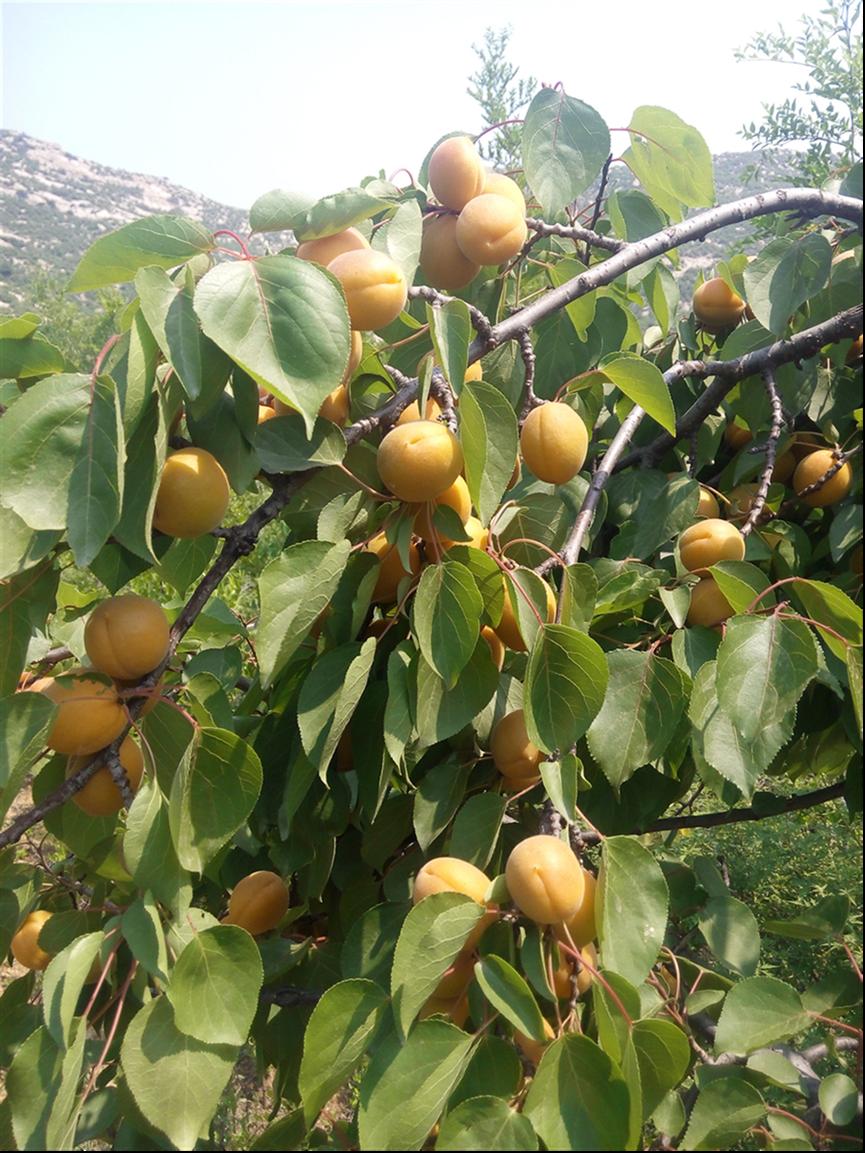 安徽紅杏樹苗培育 基地直發