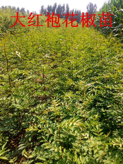 陕西青花椒苗批发价格