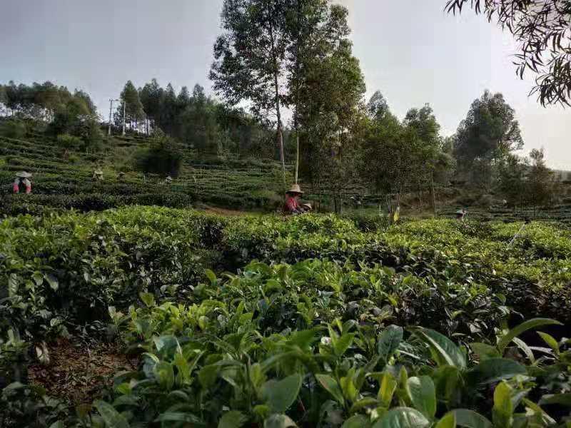 专业生产英德红茶批发生产厂家 点击查看详情