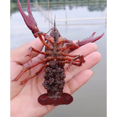 遂寧小龍蝦苗