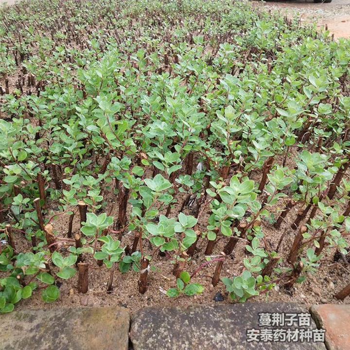 亳州高含量蔓荊子苗批發價