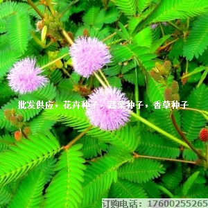 供應含羞草種子