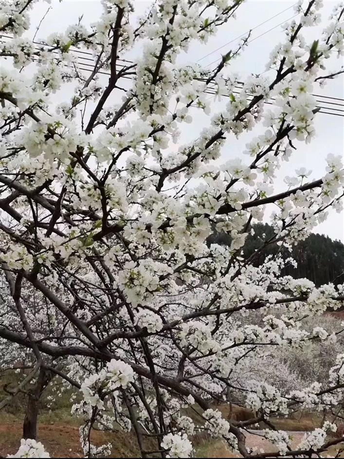 株州市优质三华李