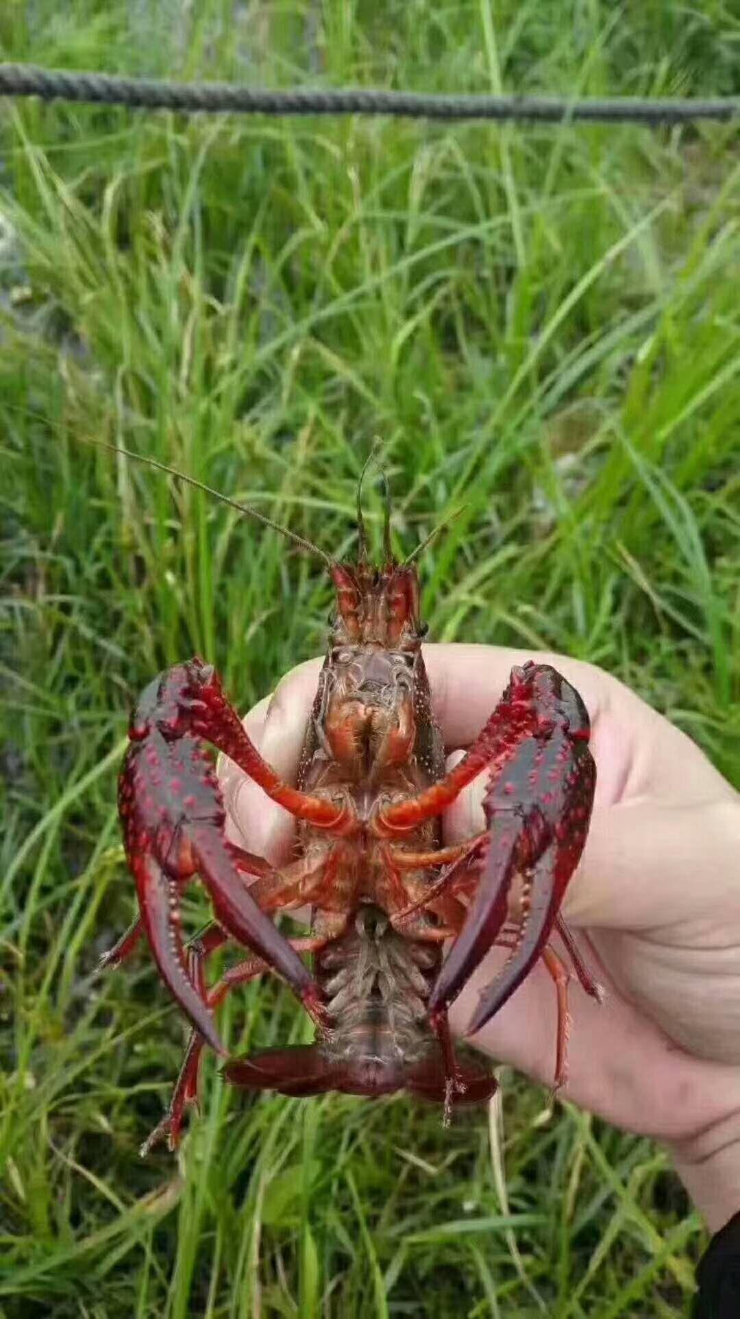 鄭州龍蝦批發(fā)