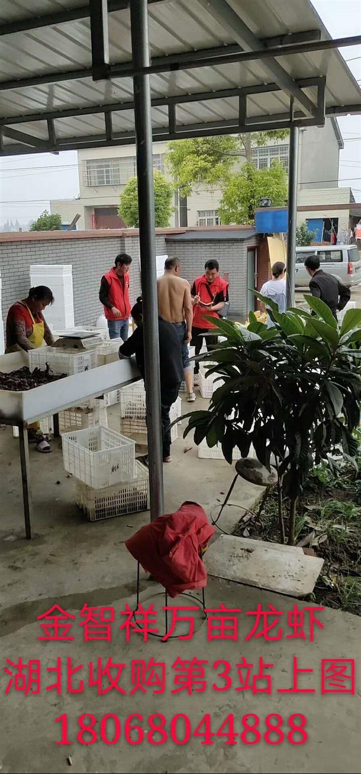桂林龍蝦批發(fā) 億之蝦全國龍蝦連鎖*培訓(xùn)