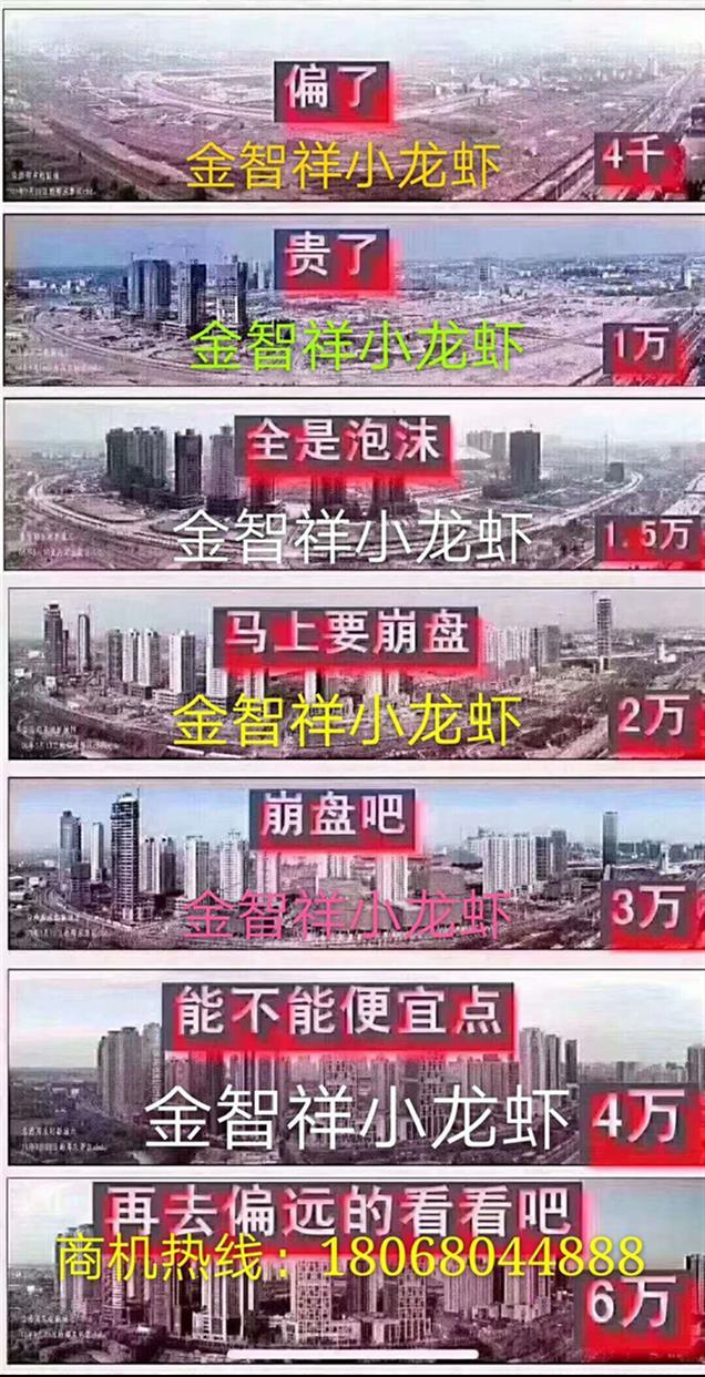 浙江龍蝦苗養殖基地 “金智祥”萬畝清水小龍蝦