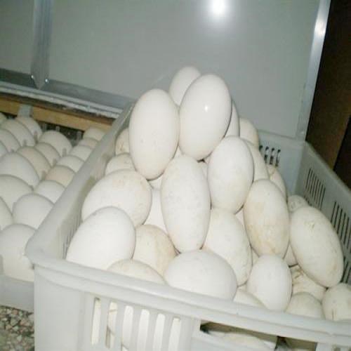 青海商品鵝蛋采購