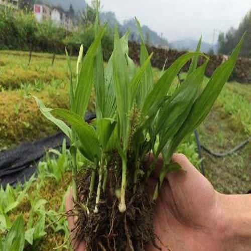 紫花白芨種植基地
